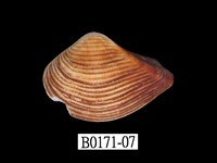 藏品(厚蛤)的圖片